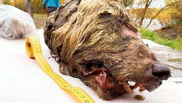 The wolf's head was found by locals looking for mammoth ivory.