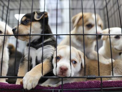 Litter of puppies in animal shelter. Australian Shepherds