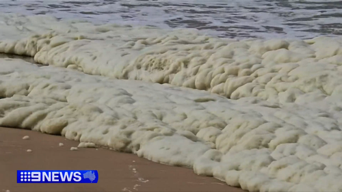 South Australia's seafood industry is bracing for the long-term impact of a toxic algal bloom.