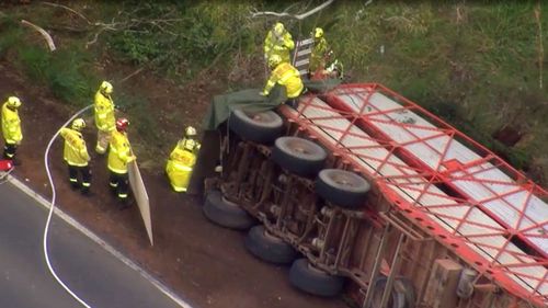 A cattle truck has crashed in Glemore Park in Sydney's West, trapping 40 cows inside the wreckage.