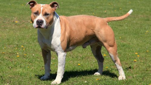 The same breed of dog, American Staffordshire Terrier, was involved in two attacks on Sunday, one of them fatal.