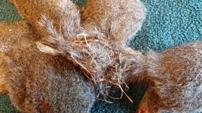 Soggy rodents tangle their tails in one big knot in horrifying 'rat king'  video