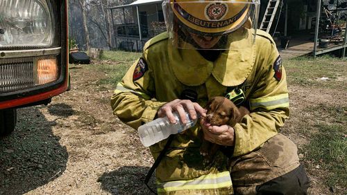 A young victim of the Queensland bush fires.