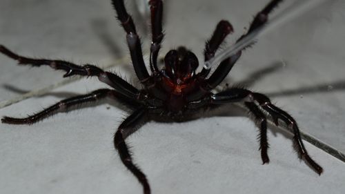 Funnel web spiders should be caught, not killed, as they can be milked to save lives, by experts.