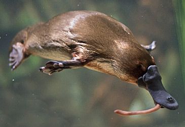 How do platypuses detect prey?