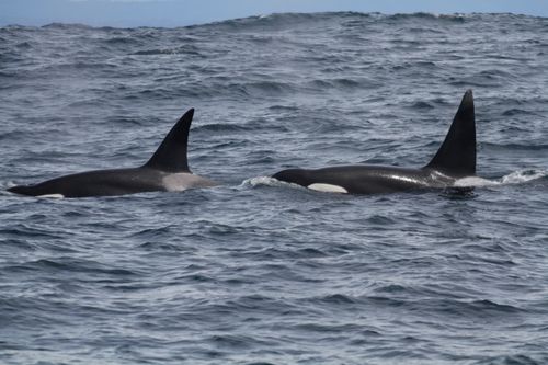 Two male outer coast transient killer whales, OCT030C (Left) and OCT060 (Right) traveling along the open ocean swells. 