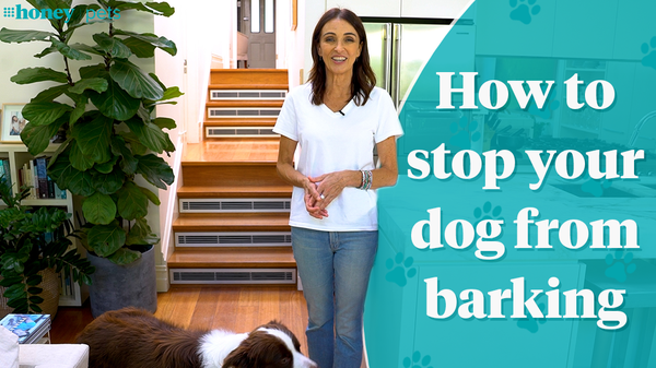 23 Ideas to Keep Your Dog Busy  Matraville Veterinary Practice
