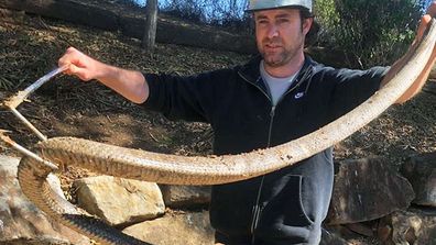 Watch: Reptile wrangler removes snake from toilet at Australian home 