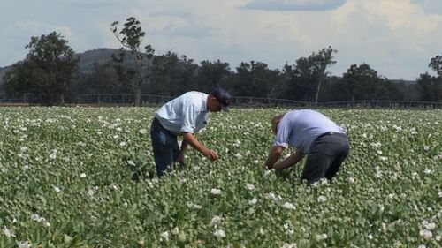 Workers survey the state's first crop. (NSW Ministry for Primary Industries)