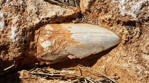 Park rangers had previously hidden the tooth under a cover and rocks. Picture: Department of Biodiversity, Conservation and Attractions