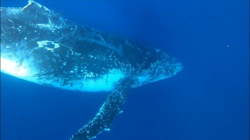 Jervis Bay whales