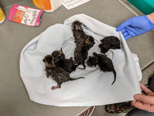 An Ohio bomb squad was called to disarm an adorable bag of kittens