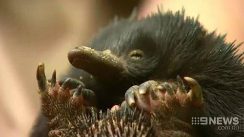 Pair charged over late-night abduction of 'Piggie' the echidna