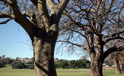 Established in 1888, Queens Park still boast several striking coral trees.  