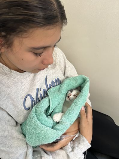 Jo Abi rescue kittens Hills Cat Rescue