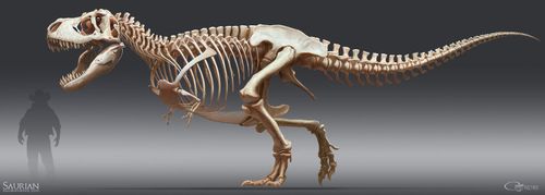 A new reconstruction of a tyrannosaurus rex has been dubbed the most accurate depiction of the dinosaur yet