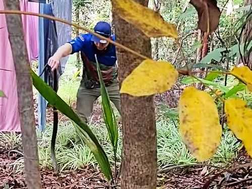 Despite eastern browns holding a notoriety for their fatal poison, Mr McKenzie said most Queenslander's have been calm with calling in the reptiles. 