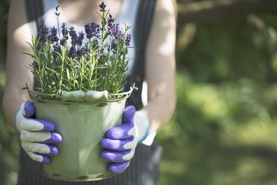 Lavender garden plant pot