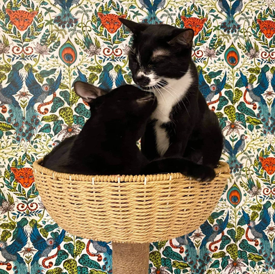 Catmosphere, Sydney's original cat cafe. Two cute cats cuddling in a basket.