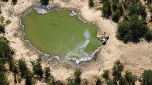 Dead African elephants