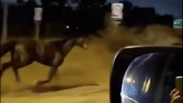 The horses were filmed running on the side of the freeway and in front of cars.