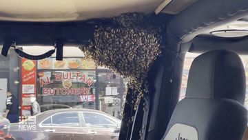 Sydney man returns from shop to find swam of bees have taken over his car