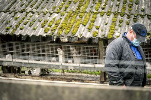 Mink breeder Thorbjoern Jepsen walks by minks in their enclosure, at his mink farm in Gjoel, Denmark