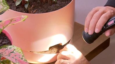 Pest control hacks Today show