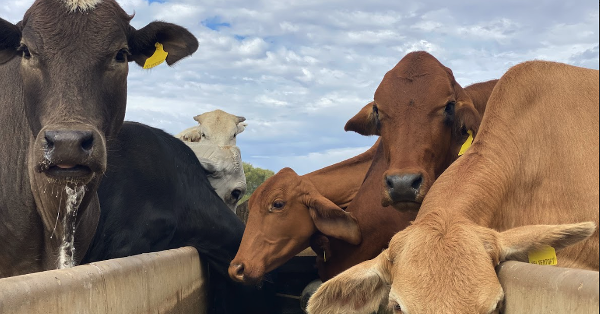 Dairy co-op ups farmgate milk price due to fuel, fertiliser costs