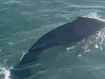 A﻿ whale has been spotted in Sydney Harbour, halting ferries and putting on a show for tourists. 