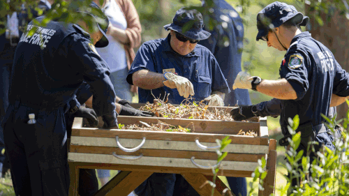 William Tyrrell search November 16