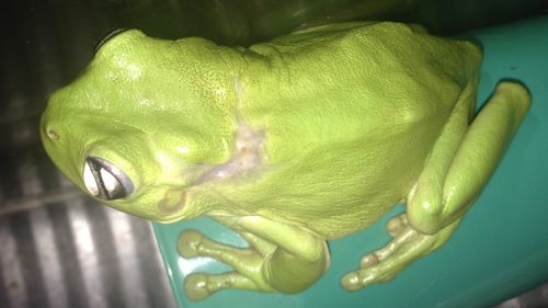 The injured frog is recovering in hospital.  (Frog Safe / M. Wall)