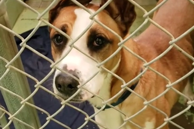 Liam, a great dane mix, spent 500 days in a shelter before he was adopted.