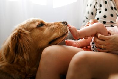 Golden Retriever licking a baby's feet at home. Dog with baby. Dog and baby.