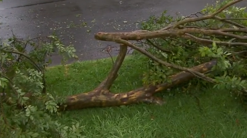 Trees have been felled due to the wild weather conditions.