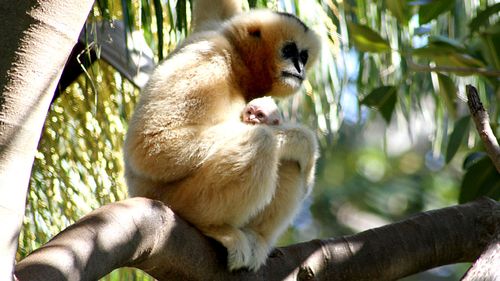 Adelaide Zoo welcomes endangered baby