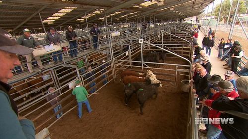 The lack of rain has left farmers being forced to sell some of their stock.