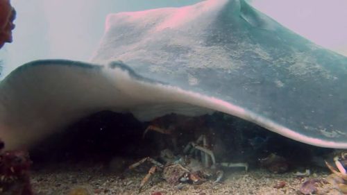 Spider crab moults from shell only to be devoured by massive stingray