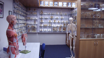 Skeleton and specimen cabinets at the R. A Rodda Museum 