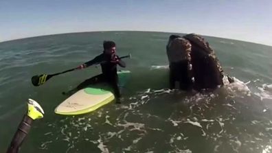 Whale crashes into paddle boarder in Argentina