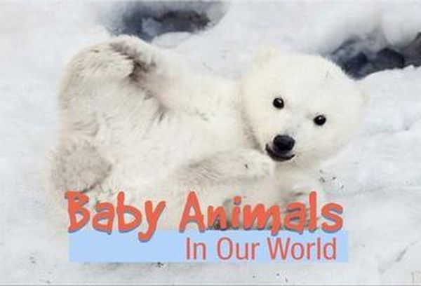 Baby Animals In Our World