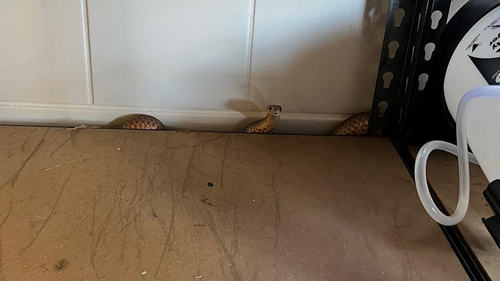 A brown snake was seen peaking through the garage at a home in Brisbane.