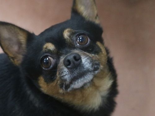 chihuahua