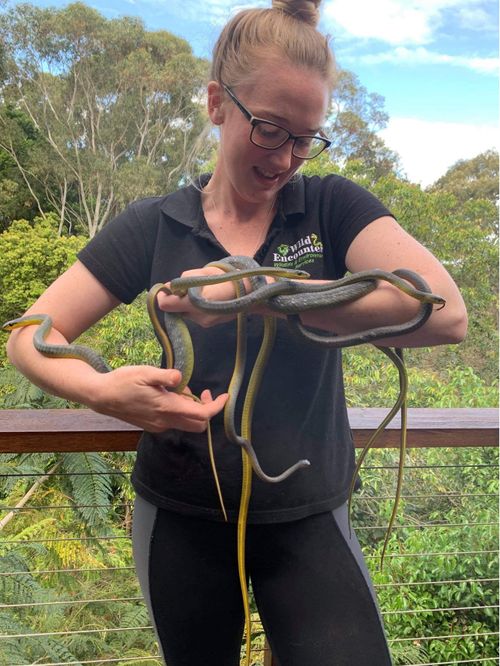 The catchers, from Wild Encounters on the Gold Coast, were called to a pile of Common Tree Snakes on a balcony in Currumbin.