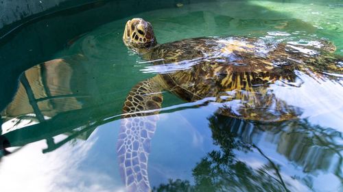 The green turtle pulled through surgery but is facing a long road to recovery. 