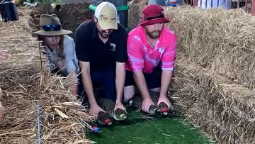 Northern Territory pub races crocodiles for Melbourne Cub day.