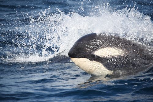 orcas