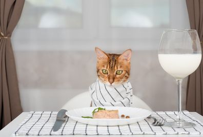 Domestic cat with bib at a served table with wet food and a glass of milk