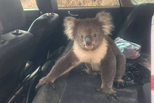 The koala caused damage to the car 