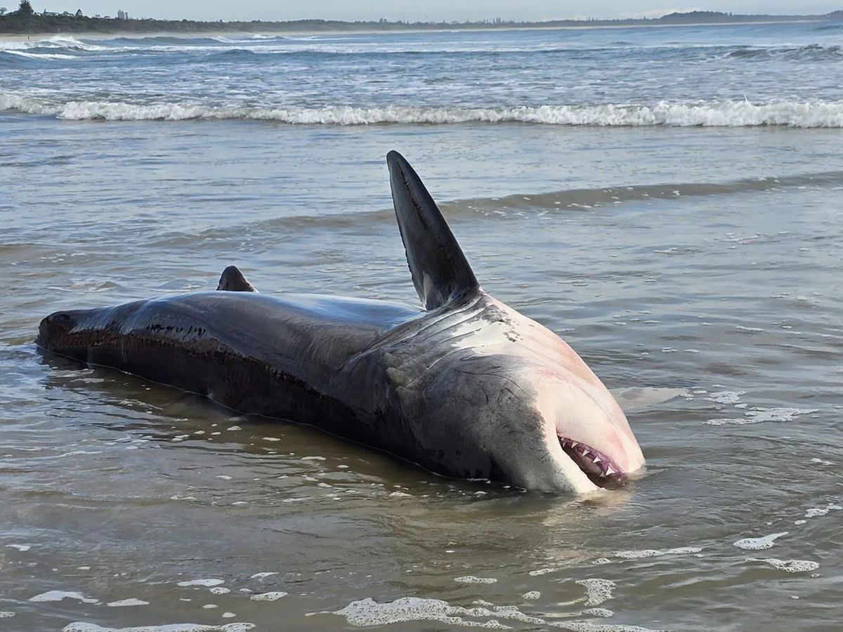 Haven't seen anything like it': shock as great white shark washes up on NSW  beach, Sharks